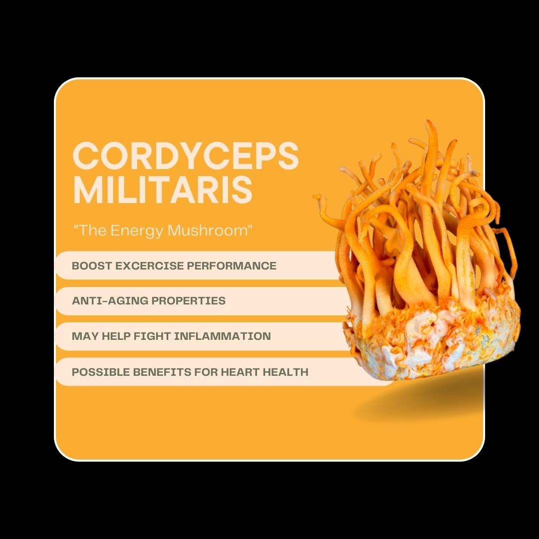 CORDYCEPS MILITARIS EXTRACT | in a BIOPHOTONIC GLASSJAR