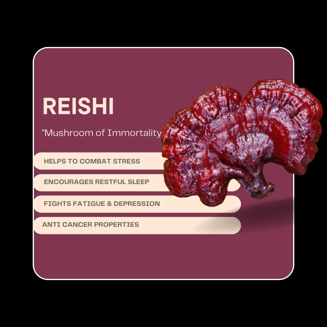 REISHI MUSHROOM EXTRACT | DOSE BAG